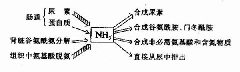 氨的来源和去路