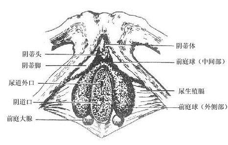 前庭球形态图片