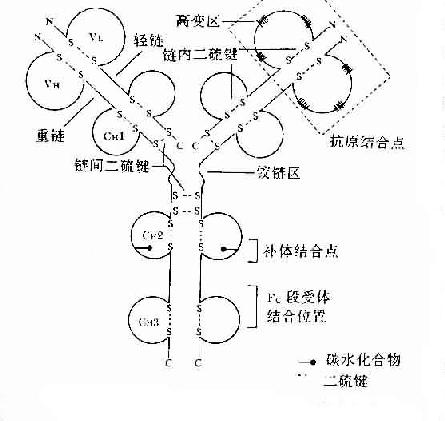 免疫球蛋白分子的基本结构示意图