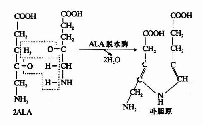 (一)血红素的合成通路(过程)