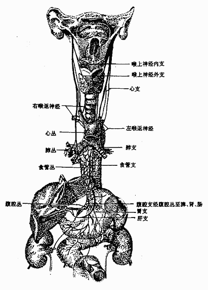 迷走神经的分布