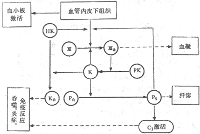 表面激活也血液各种防卫功能关系示意图