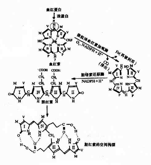 胆红素的生成