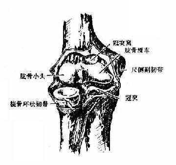 肘关节(前面)