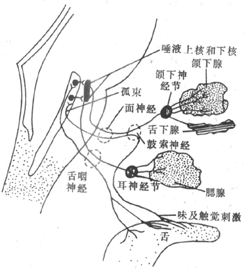 唾液腺简笔画图片