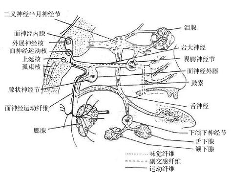 面神经运动、味觉及副交感纤维（示意图）