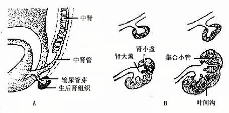 第二十三章泌尿系统和生殖系统的发生