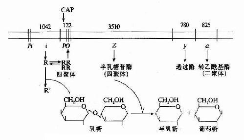 乳糖操纵元的结构及调控示意图