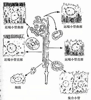 上皮细胞模式图图片