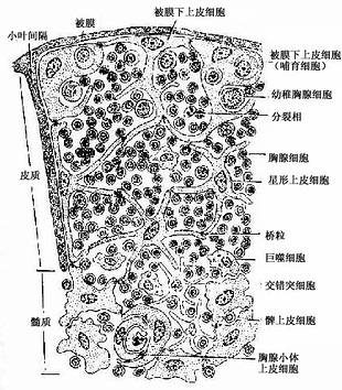 胸腺内细胞分布模式图 