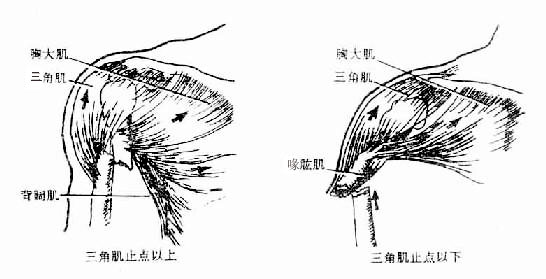 肱骨三角肌止点上