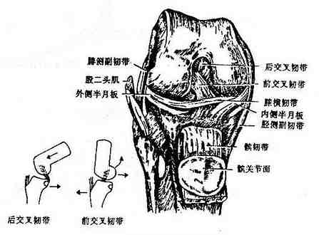 膝关节腘窝解剖图片
