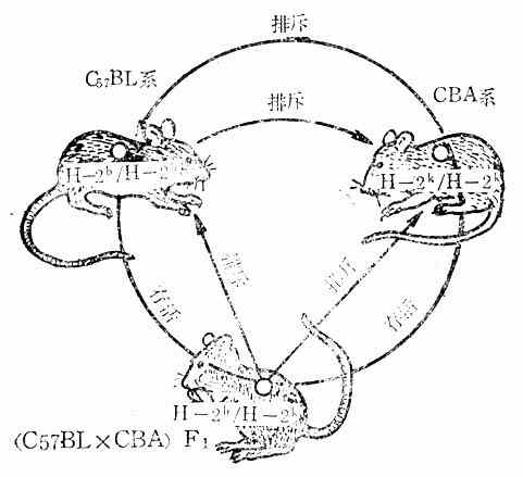 不同近交系小鼠及其杂交一代之间的移植结果