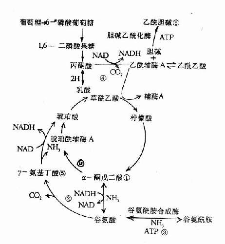 氨干扰脑组织代谢