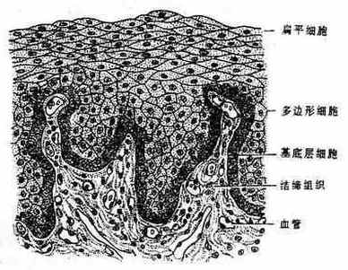 复层扁平上皮细胞绘图图片