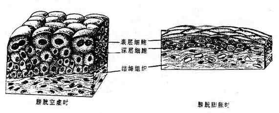 变移上皮（膀胱）