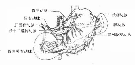 胃的动脉