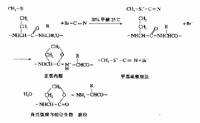 蛋白质一级结构的测定方法