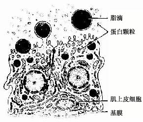 细胞超微结构图标注图片