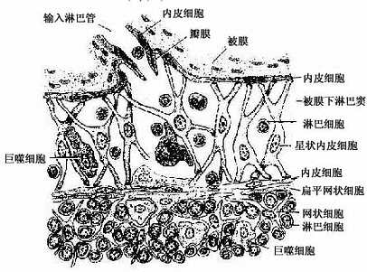 被膜下淋巴窦结构模式图 