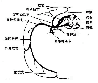 脊神经的典型经过