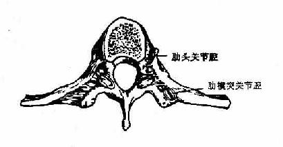 第三章 骨及骨連接-河南大學藥理教研室