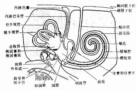 膜迷路解剖图图片