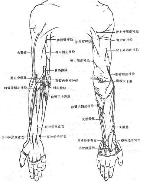 上肢贵要静脉解剖图图片