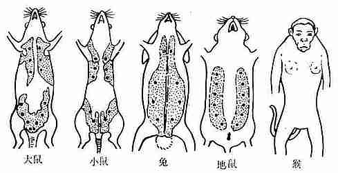 小鼠乳腺的位置及状态图片