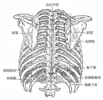 肺及胸膜的体表投影(后面)