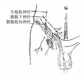 腹股沟区的神经