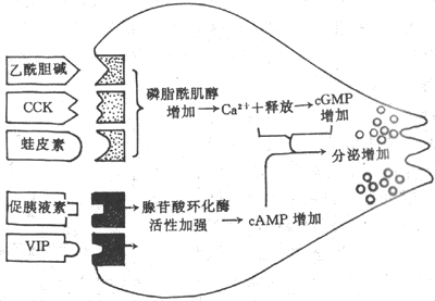 胰腺分泌细胞内的两种介导机制