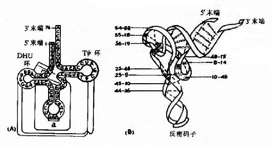 tRNA的二级与三级结构