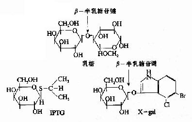 乳糖,iptg和x?gal的结构