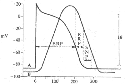心室肌动作电位期间兴奋性的变化及其与机械收缩的关系