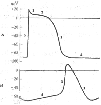 心室肌（A）与窦房结（B）细胞跨膜电位的比较