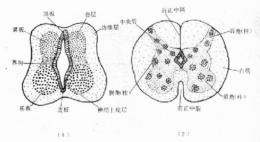 脊髓的形态发生 