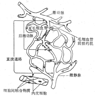 肠系膜微循环模式图