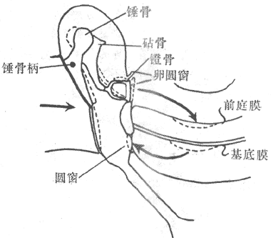 卵圆窗膜和圆窗膜图片图片