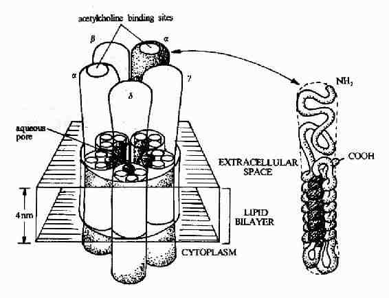 乙酰胆碱受体的结构模式图