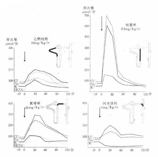 利尿肾图图片