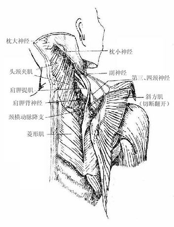 背部深层结构