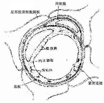 脑毛细血管超微结构模式图 