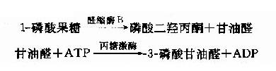 五、其它单糖的酵解