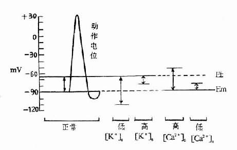 细胞外液K+、Ca2+浓度和正常骨骼肌静息膜电位（Em）与阈电位（Et）的关系