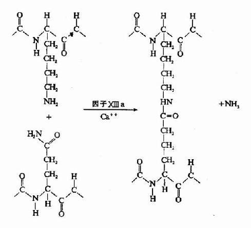 因子XⅢa作用机理