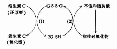 维生素C与谷胱甘肽拉化还原反应的关系