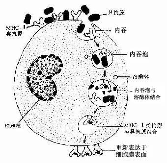 抗原呈递细胞处理抗原过程示意图 