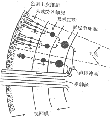 视网膜的主要细胞层次及其联系模式图