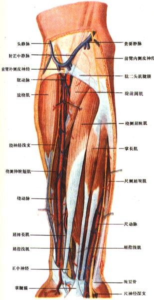 前臂肌肉解剖图分层图片